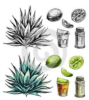 Cactus blue agave. Vector vintage hatching color illustration. Isolated on white