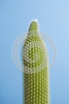 Cactus on blue background