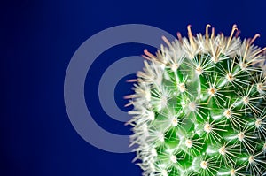 Cactus, blue background