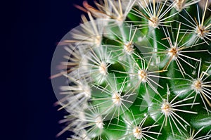 Cactus, blue background