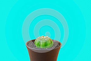 Cactus on blue background.