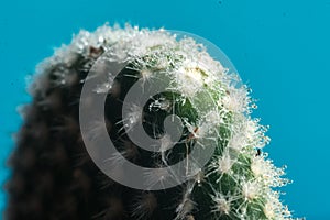 Cactus on blue with blurred background macro