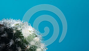 Cactus on blue with blurred background macro