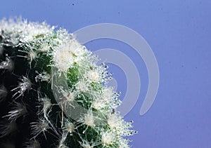 Cactus on blue with blurred background macro
