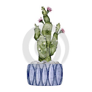 Cactus in a blue clay pot. Blooming prickly pear. Home plant. Watercolor illustration