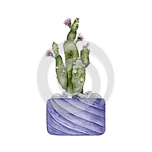 Cactus in a blue clay pot. Blooming prickly pear. Home plant. Watercolor illustration