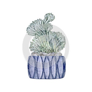 Cactus in a blue clay pot. Blue cactus with stones. Home plant. Watercolor illustration. High quality