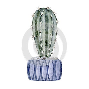 Cactus in a blue clay pot. Blue green cactus. Home plant. watercolor illustration