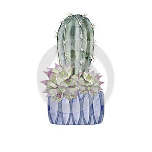 Cactus in a blue clay pot. Green and blue cactus and pink and green succulents. Home plant. Watercolor illustration