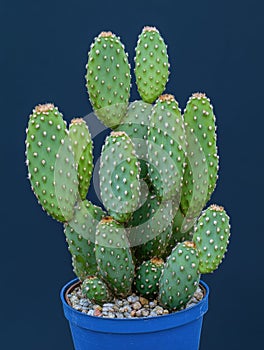 CACTUS in Blue Pot