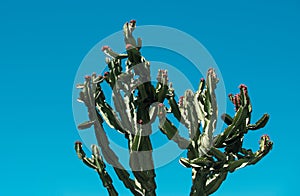 Cactus on blue sky backdround, cacti design or cactaceae pattern.