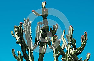 Cactus on blue sky backdround, cacti design or cactaceae pattern.