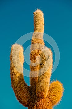 Cactus with blue sky background, Fish Island, Isla del Pescado, Uyuni, Bolivia