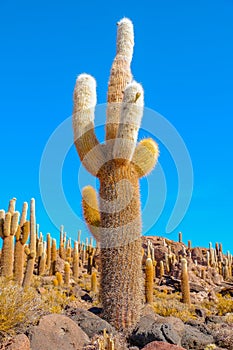 Cactus with blue sky background, Fish Island, Isla del Pescado, Uyuni, Bolivia