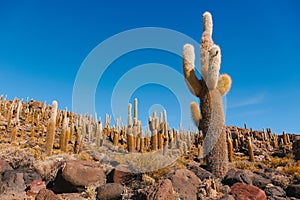 Cactus with blue sky background, Fish Island, Isla del Pescado, Uyuni, Bolivia