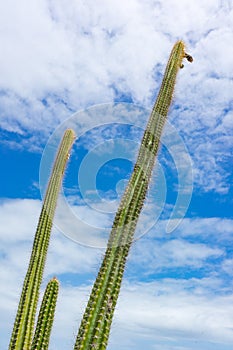 Kaktus proti modrý zakalený nebe 