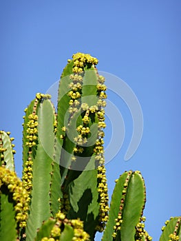 Cactus with blue sky, close up