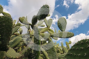 Cactus with blue sky and clouds, Opuntia polyacantha