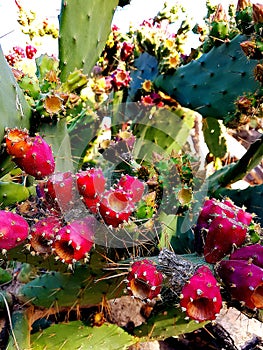 Cactus Blumen Rivieta Imperia Italia Reisen photo
