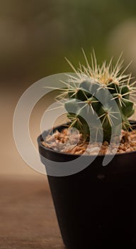 Cactus with blur background beautiful decor space