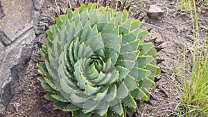 Cactus at Bokong Nature Reserve