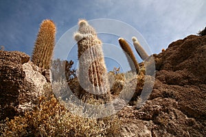 Cactus, Bolivia photo
