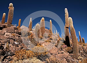 Cactus in Bolivia in the Isla Pescado photo