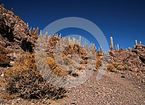 Cactus in Bolivia in the Isla Pescado