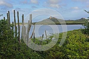 Cactus in Bonaire