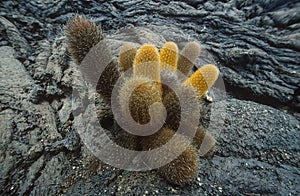 Cactus born on a formation of cordoned lava