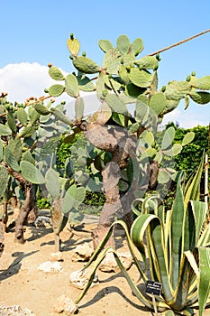 Cactus botaincal garden of Balchik