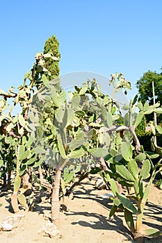 Cactus botaincal garden of Balchik