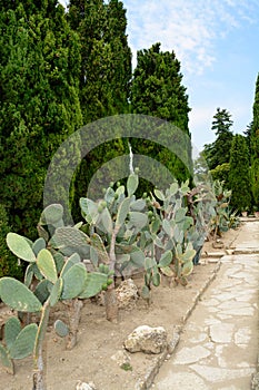 Cactus botaincal garden of Balchik