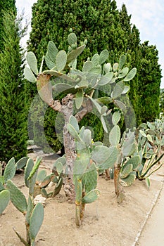 Cactus botaincal garden of Balchik