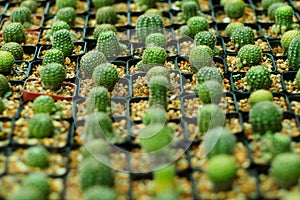 Cactus botanic garden