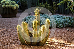 Cactus of Botanic Garden in Marrakech, Morocco