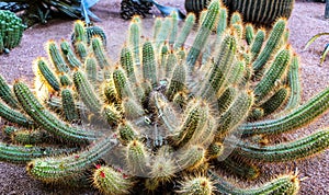 Cactus of Botanic Garden in Marrakech, Morocco