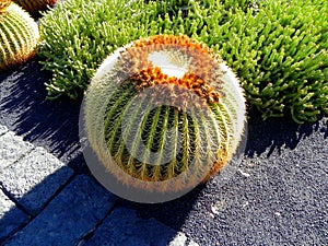 Cactus, botanical garden.