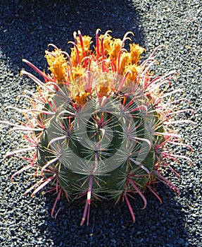 Cactus, botanical garden.