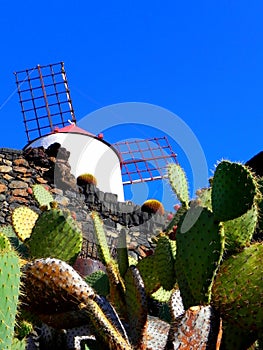 Cactus, botanical garden.