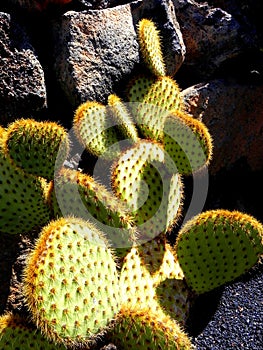 Cactus, botanical garden.