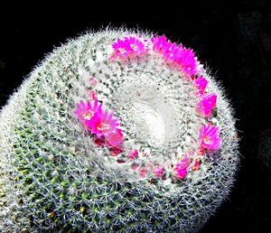 Cactus, botanical garden.