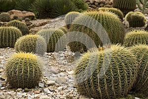 Cactus, botanical garden