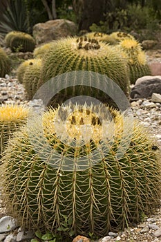 Cactus, botanical garden