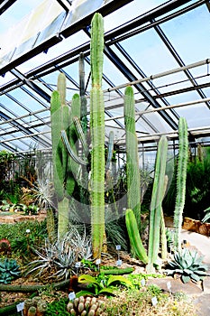 Cactus Botanical Garden