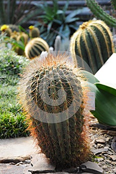Cactus Botanical Garden