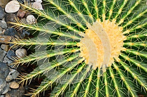 Cactus in the botanical garden.