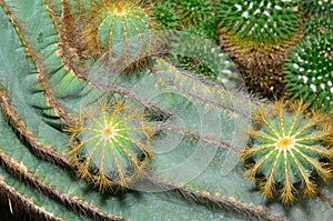 Cactus in the botanical garden.