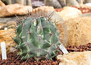 Cactus in a botanical garden.
