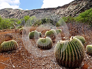 Cactus in botanical garden.